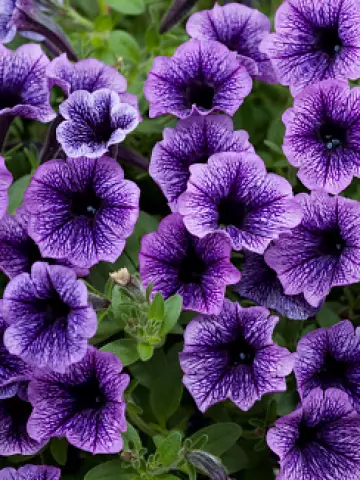 Petunia grandiflora GO!Tunia® Blue Vein (100 шт.)