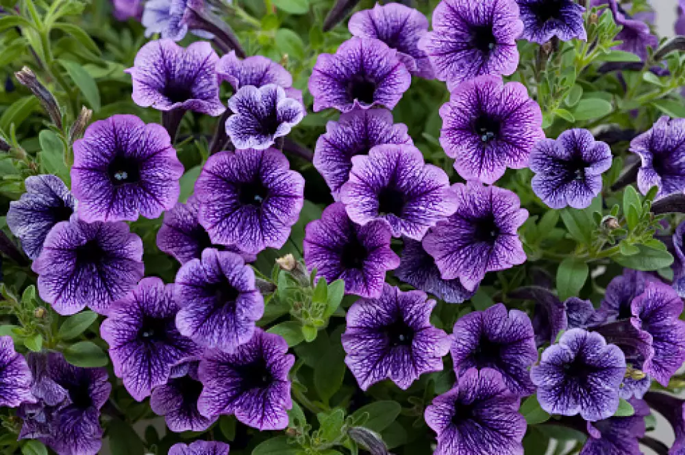 Petunia grandiflora GO!Tunia® Blue Vein (100 шт.)