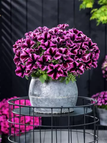 Petunia grandiflora GO!Tunia® Cosmic Pink (100 шт.)