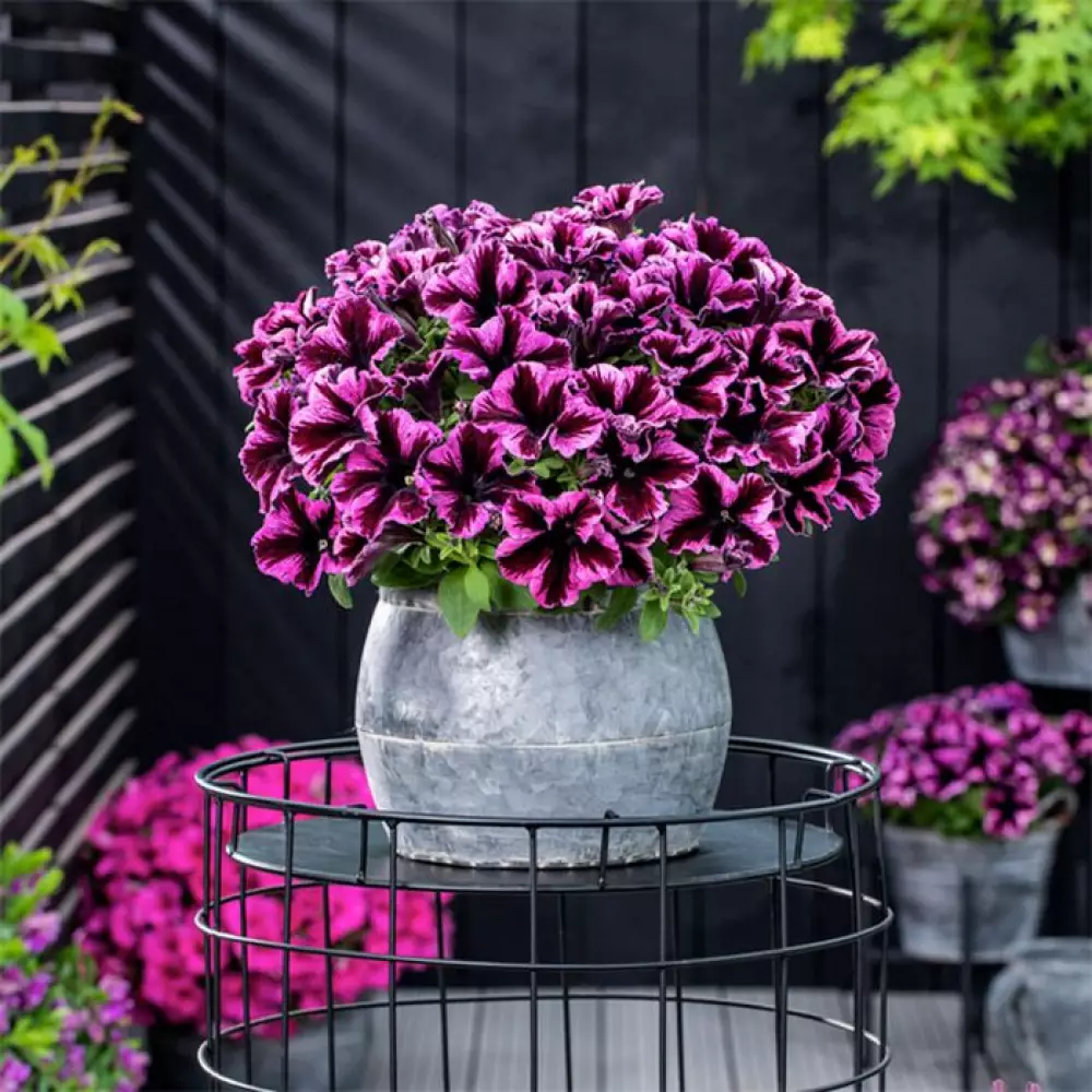Petunia grandiflora GO!Tunia® Cosmic Pink (100 шт.)