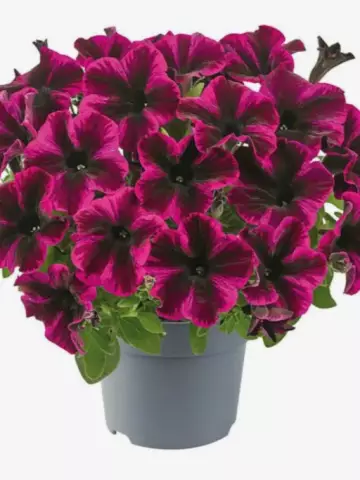 Petunia grandiflora GO!Tunia® Cosmic Purple (100 шт.)