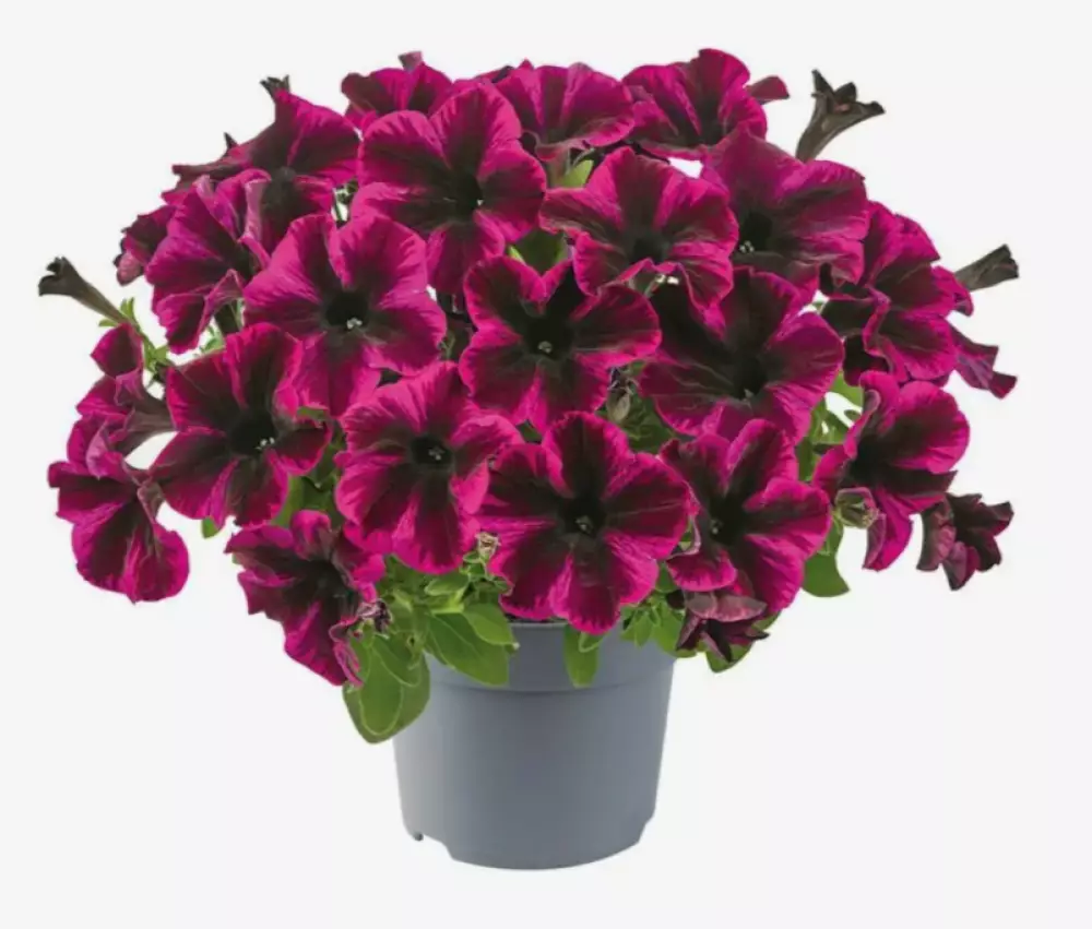 Petunia grandiflora GO!Tunia® Cosmic Purple (100 шт.)