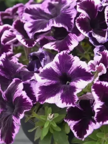 Petunia grandiflora GO!Tunia® Cosmic Violet (100 шт.)