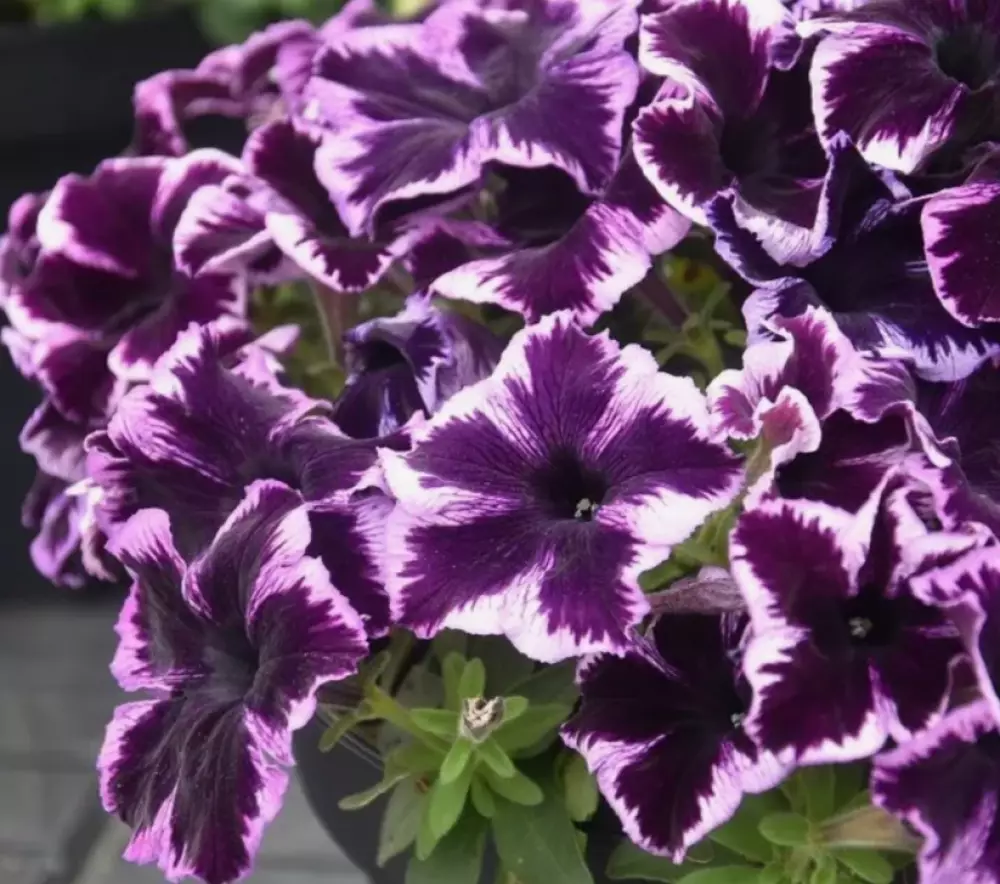 Petunia grandiflora GO!Tunia® Cosmic Violet (100 шт.)
