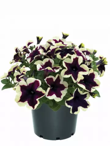 Petunia grandiflora GO!Tunia® French Kiss (100 шт.)