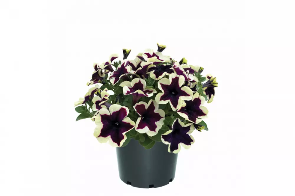 Petunia grandiflora GO!Tunia® French Kiss (100 шт.)