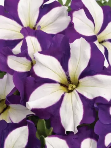 Petunia grandiflora GO!Tunia® Lucky Lilac (100 шт.)
