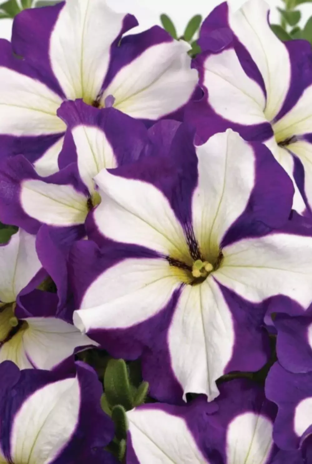 Petunia grandiflora GO!Tunia® Lucky Lilac (100 шт.)