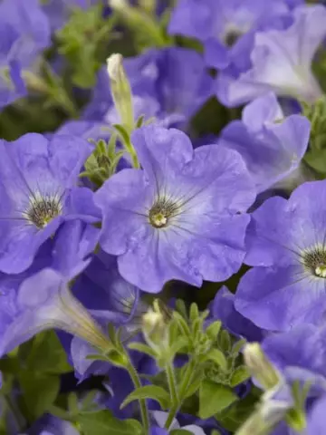 Petunia grandiflora GO!Tunia® Sky Blue (100 шт.)