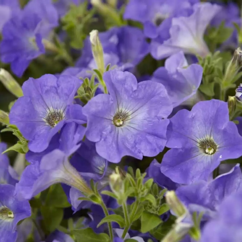 Petunia grandiflora GO!Tunia® Sky Blue (100 шт.)