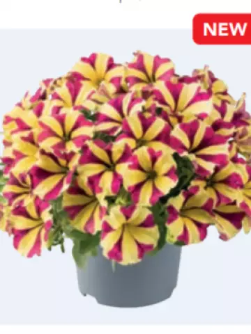 Petunia grandiflora Viva® Cherry Star (100 шт.)
