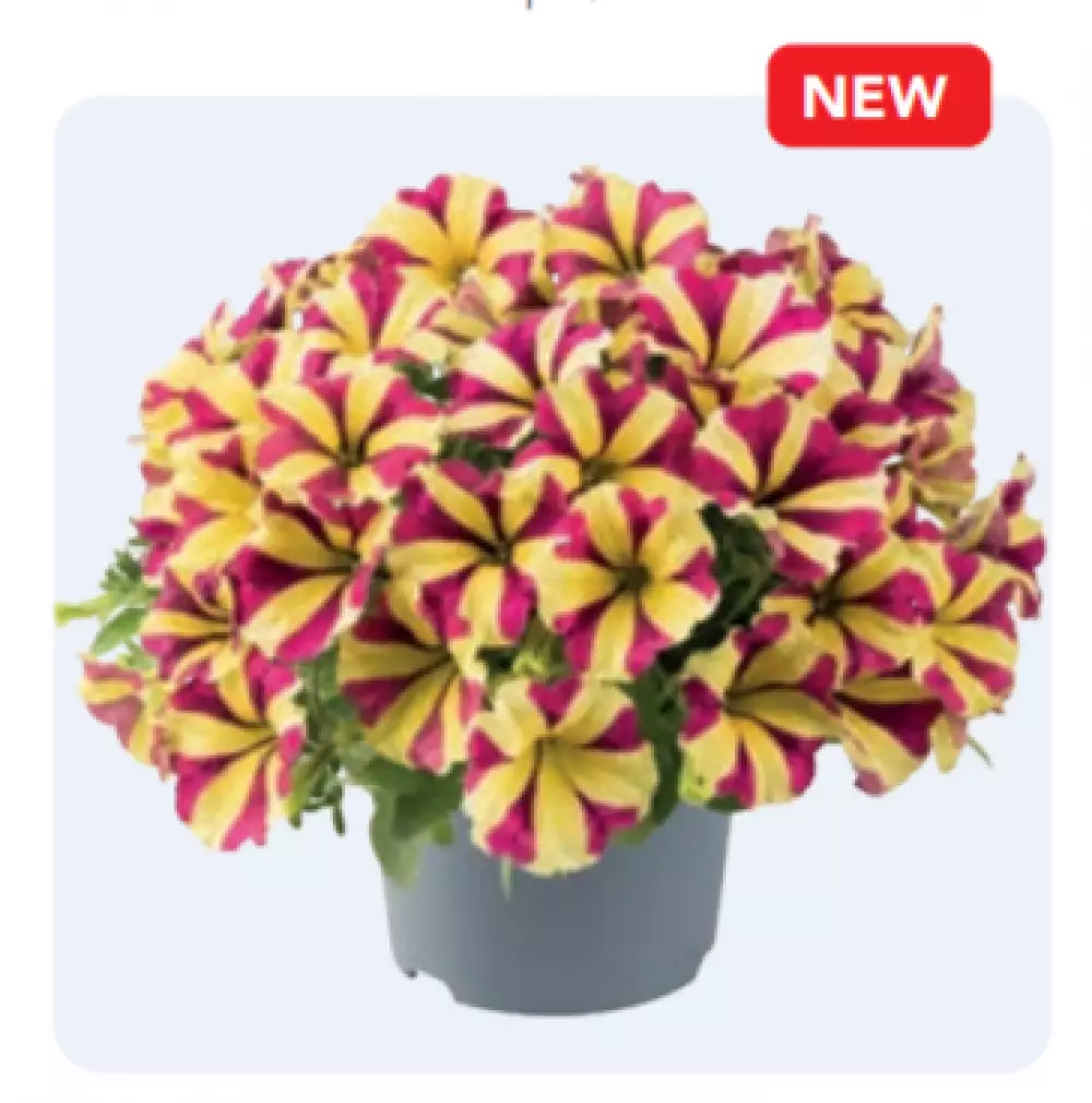 Petunia grandiflora Viva® Cherry Star (100 шт.)