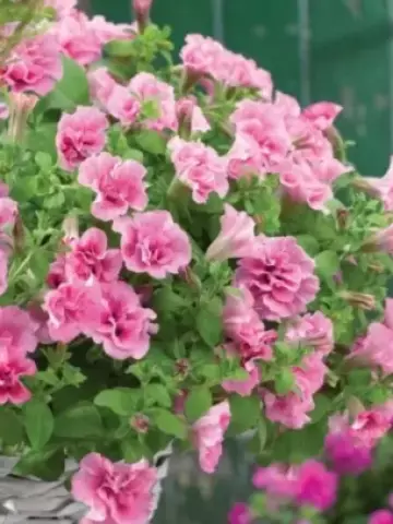 Petunia grandiflora Viva® Double Pink Frizzle (100 шт.)