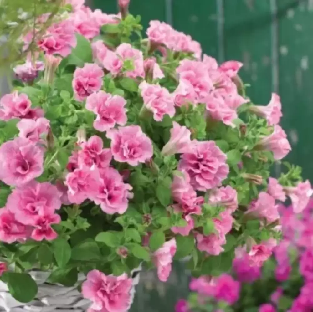 Petunia grandiflora Viva® Double Pink Frizzle (100 шт.)