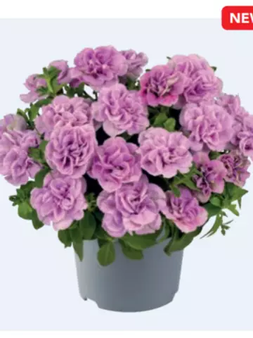 Petunia grandiflora Viva® Double Pink (100 шт.)