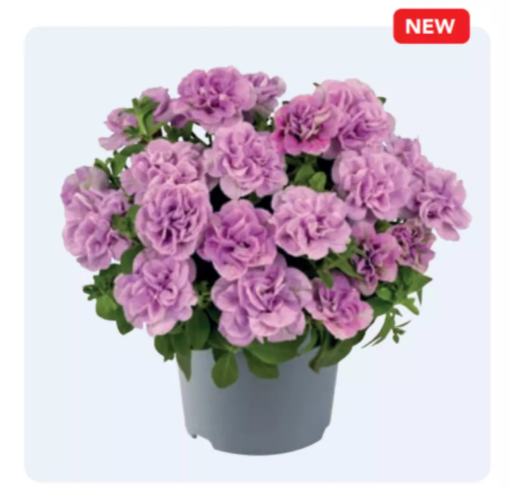 Petunia grandiflora Viva® Double Pink (100 шт.)