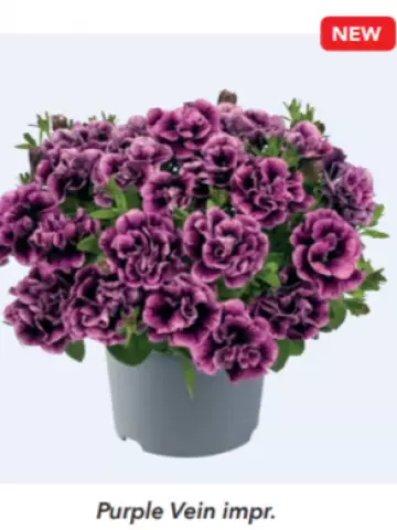 Petunia grandiflora Viva® Double Purple Vein impr. (100 шт.)