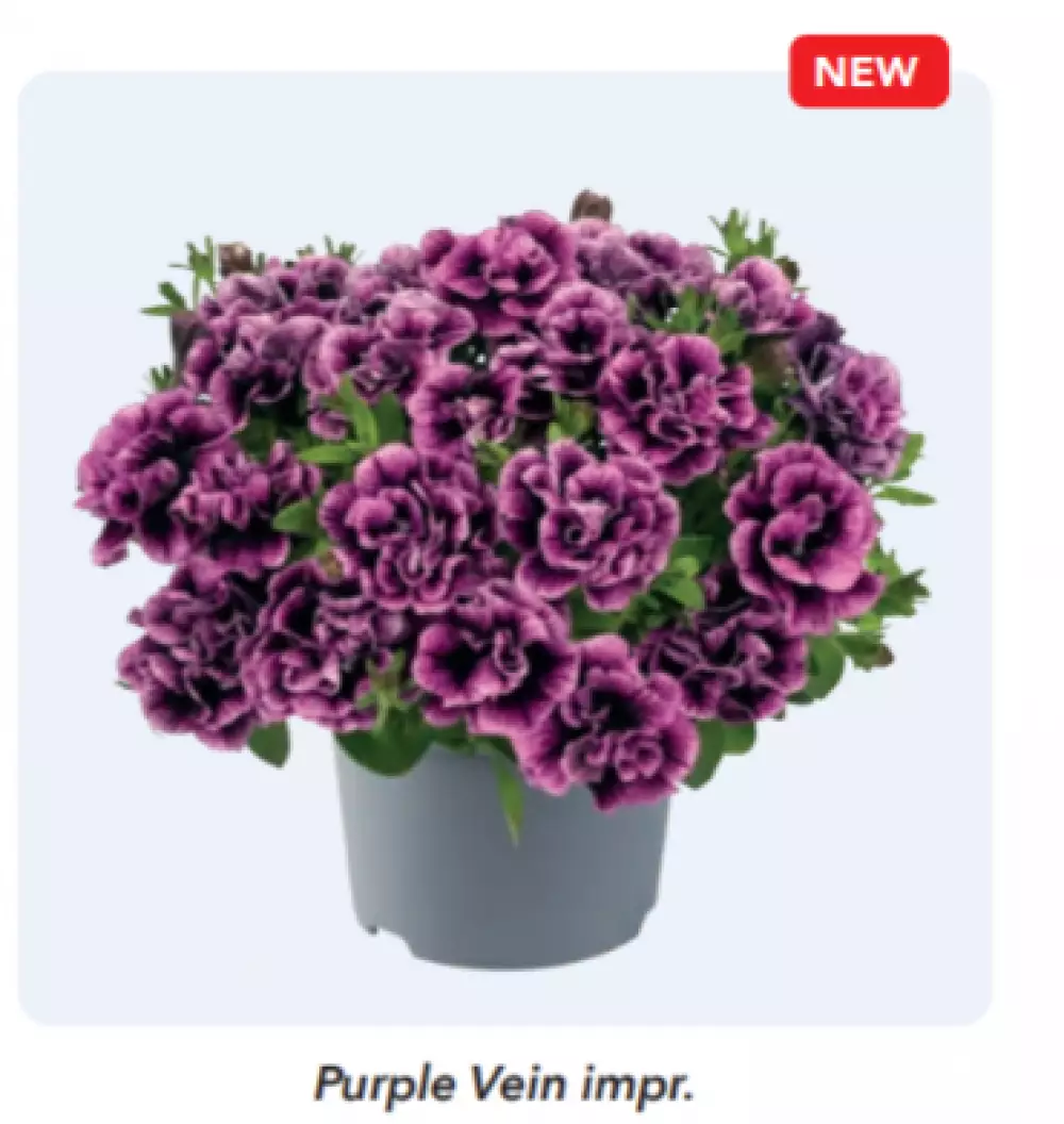 Petunia grandiflora Viva® Double Purple Vein impr. (100 шт.)