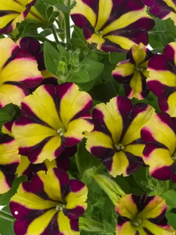 Petunia grandiflora Amore® Fiesta (100 шт.)