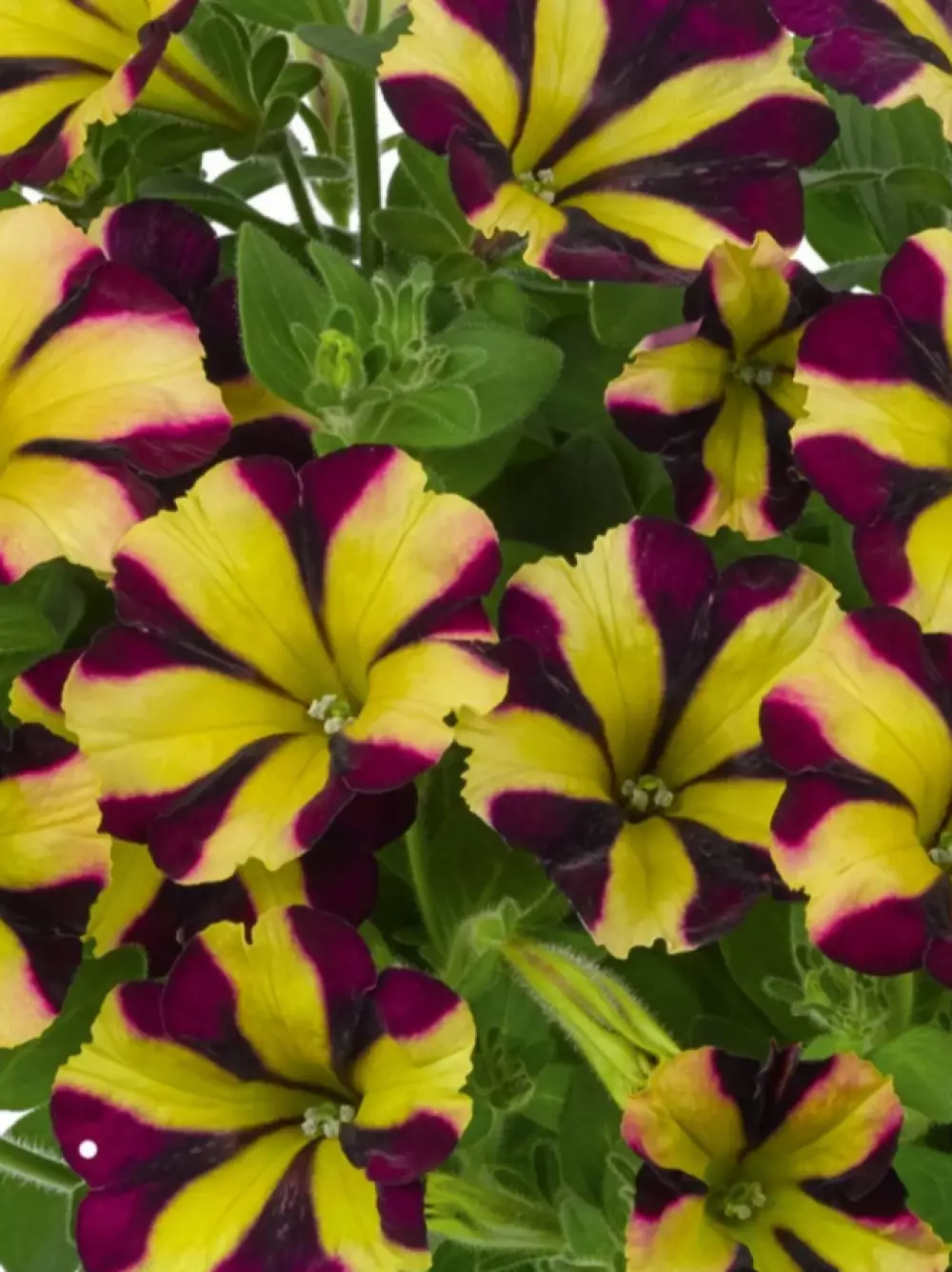 Petunia grandiflora Amore® Fiesta (100 шт.)