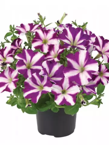 Petunia grandiflora Amore® Joy (100 шт.)