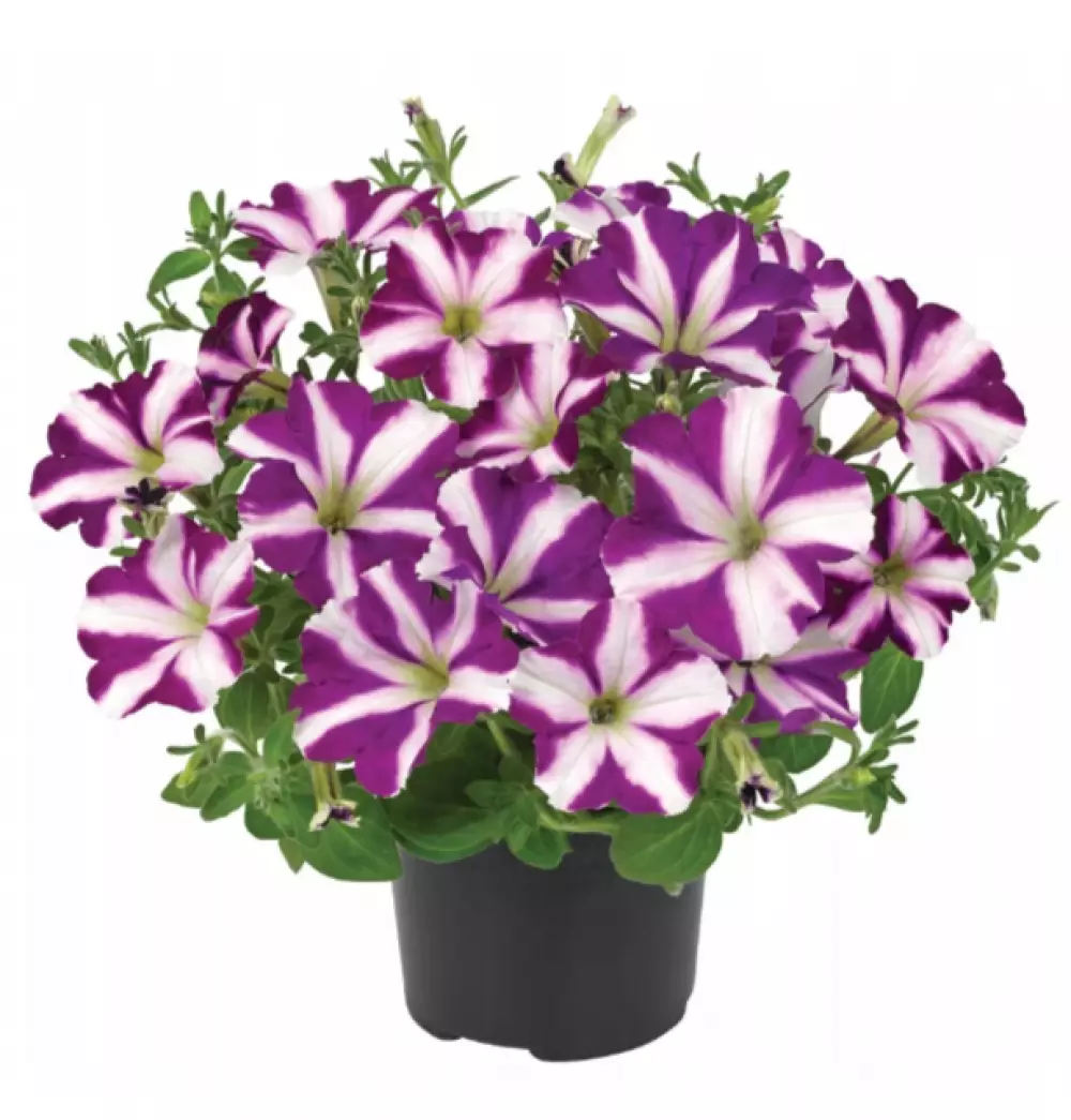 Petunia grandiflora Amore® Joy (100 шт.)