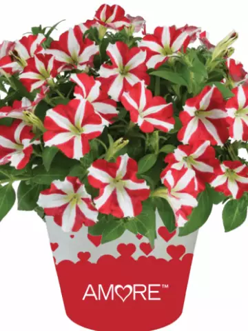 Petunia grandiflora Amore® King of Hearts Impr (100 шт.)
