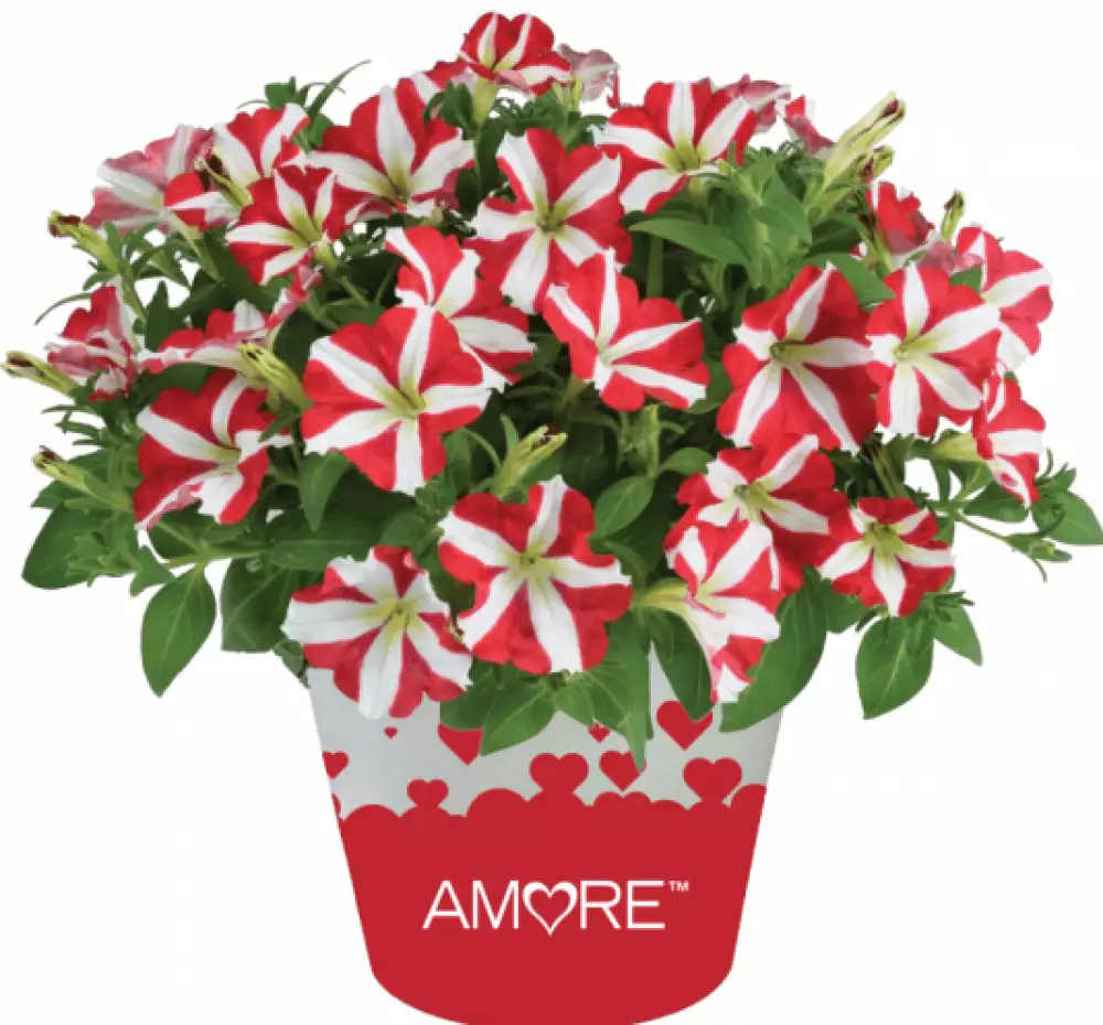 Petunia grandiflora Amore® King of Hearts Impr (100 шт.)