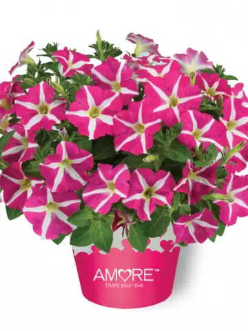 Petunia grandiflora Amore® Pink Heart (100 шт.)