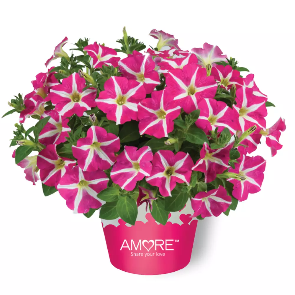 Petunia grandiflora Amore® Pink Heart (100 шт.)