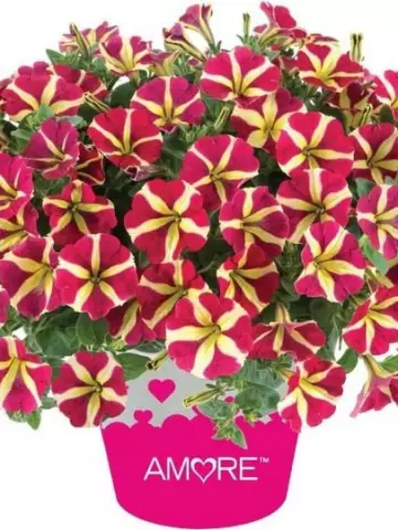 Petunia grandiflora Amore® Queen of Hearts (100 шт.)
