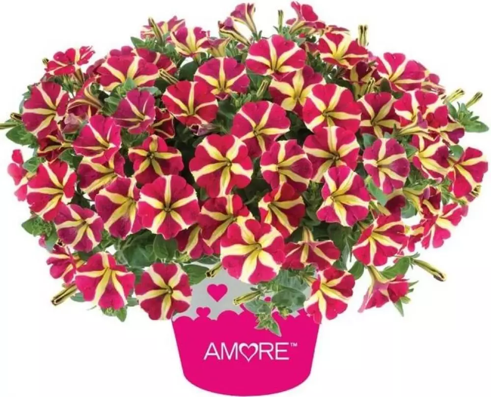 Petunia grandiflora Amore® Queen of Hearts (100 шт.)