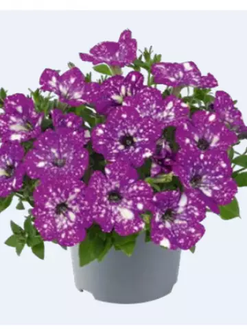 Petunia grandiflora MoonDust Aries (100 шт.)