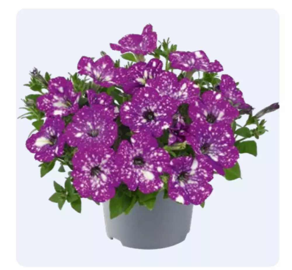 Petunia grandiflora MoonDust Aries (100 шт.)