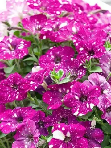 Petunia grandiflora MoonDust Magenta Comet (100 шт.)