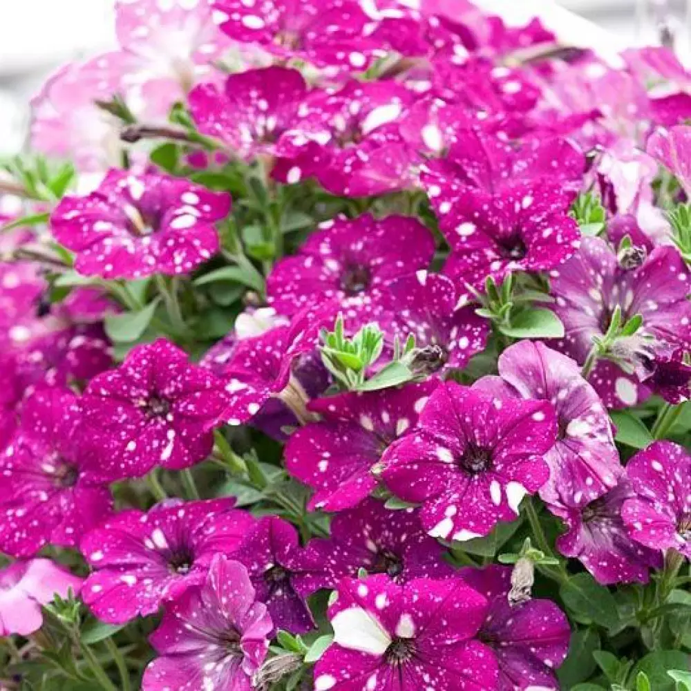 Petunia grandiflora MoonDust Magenta Comet (100 шт.)