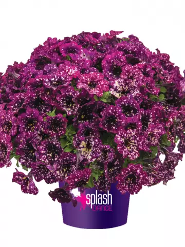 Petunia grandiflora MoonDust Magenta Mambo (100 шт.)