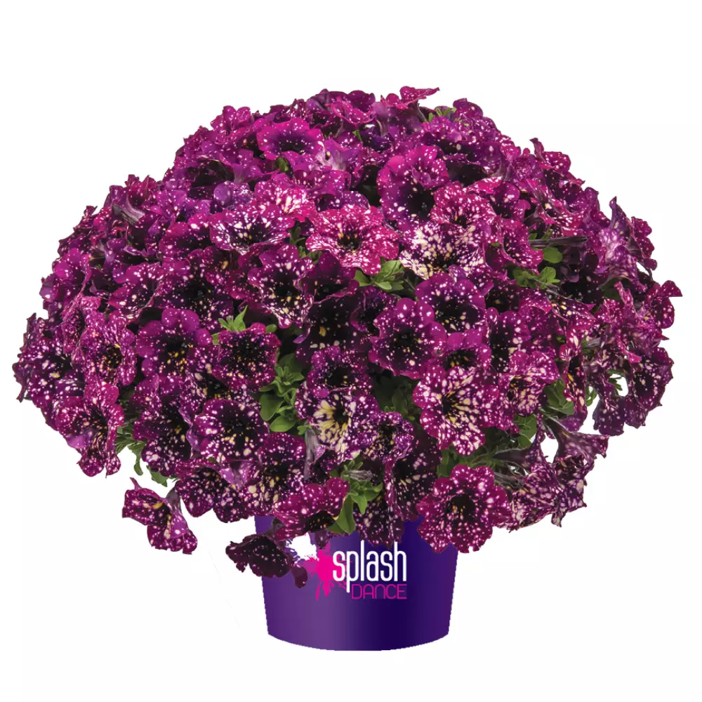 Petunia grandiflora MoonDust Magenta Mambo (100 шт.)