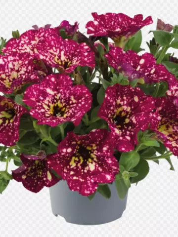 Petunia grandiflora MoonDust Supernova (100 шт.)