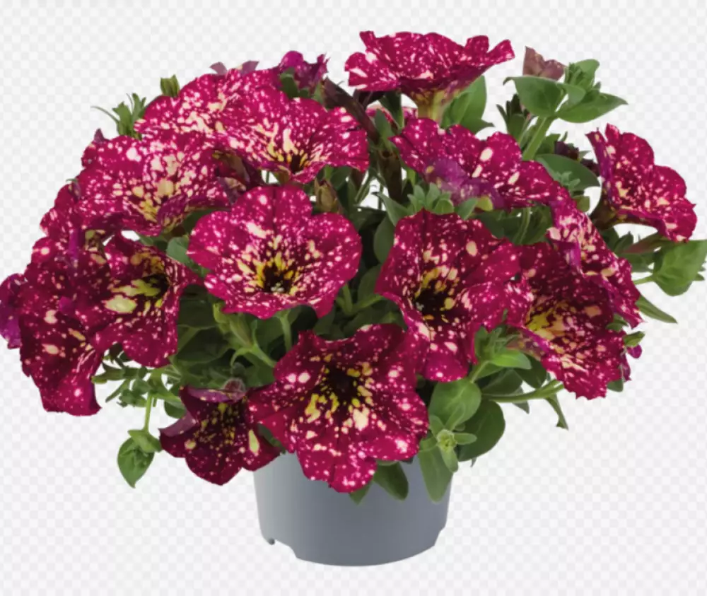 Petunia grandiflora MoonDust Supernova (100 шт.)
