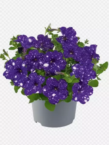 Petunia grandiflora MoonDust Virgo (100 шт.)