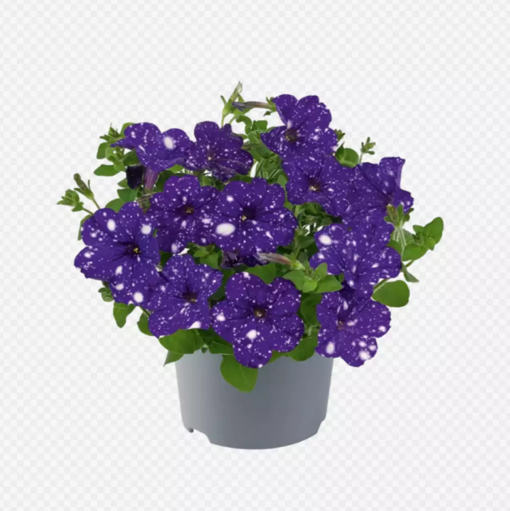 Petunia grandiflora MoonDust Virgo (100 шт.)
