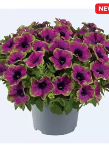 Petunia grandiflora Specials Picotee Green Purple (100 шт.)