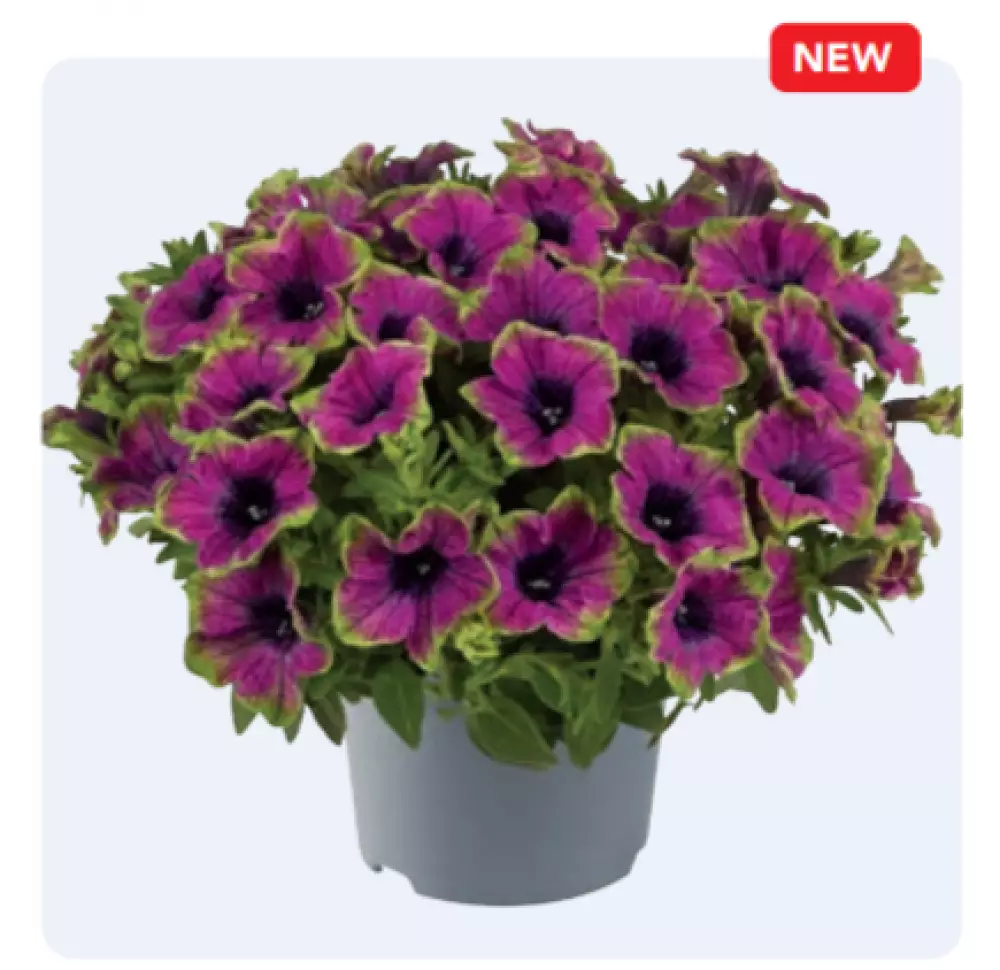 Petunia grandiflora Specials Picotee Green Purple (100 шт.)