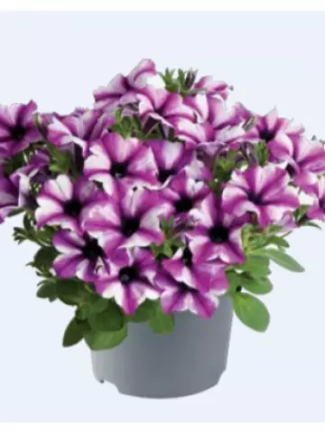Petunia grandiflora Specials Rose Stardust (100 шт.)