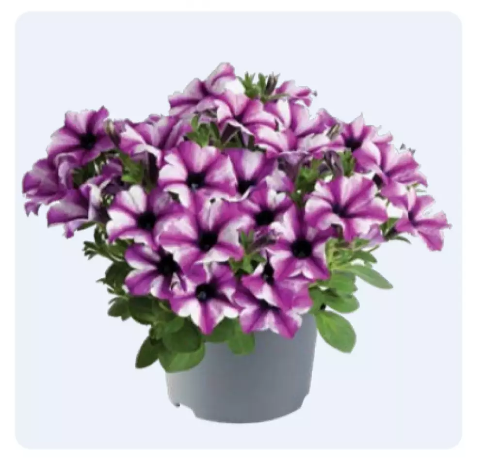 Petunia grandiflora Specials Rose Stardust (100 шт.)
