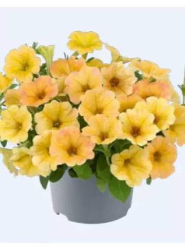 Petunia grandiflora Specials Indian Summer (100 шт.)