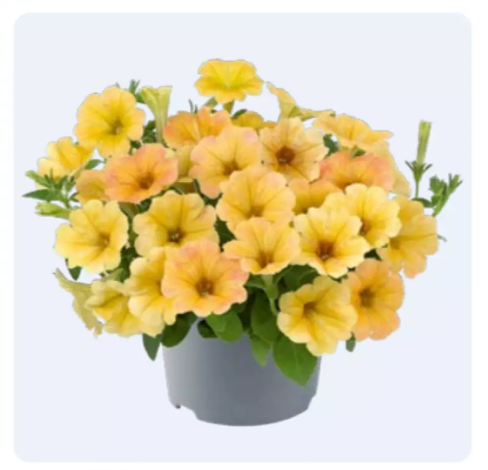 Petunia grandiflora Specials Indian Summer (100 шт.)