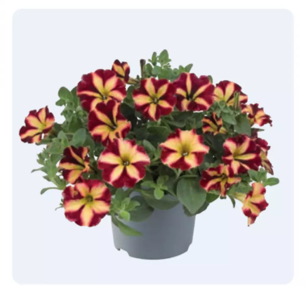 Petunia grandiflora ColorRush™ Burgundy Star (100 шт.)