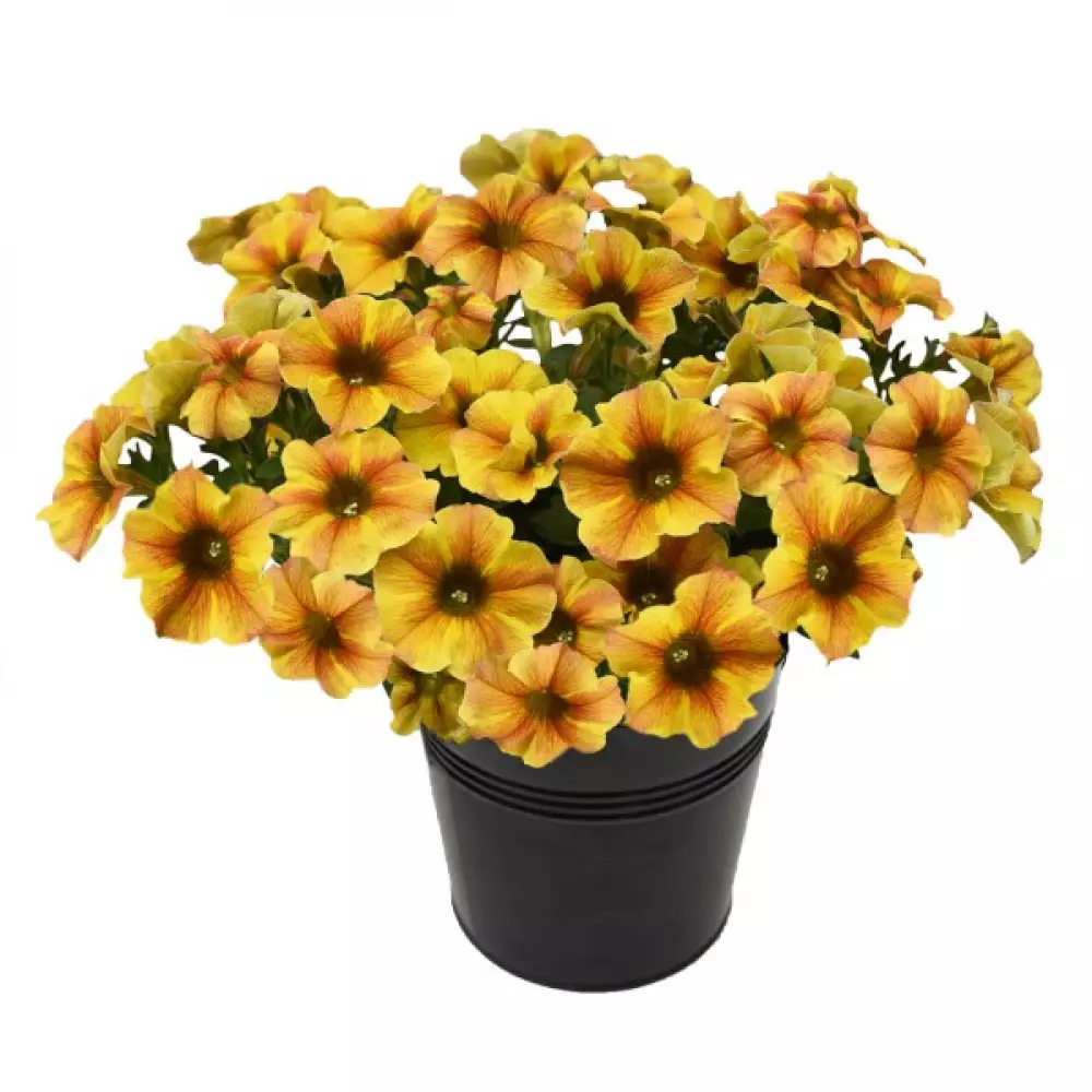 Петхоа BeautiCal® Caramel Yellow (100 шт.)